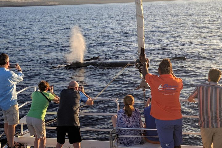 Humpbacks (Momma and her calf) swim past us on our Pau Hana Sunset Cruise with the Whales!